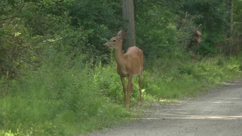 Deer Eating Grass on Side of the Road. 動画素材 78158796