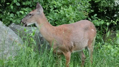 Deer eating grass on the side of the road in harriman state park Stock Footage 277422719
