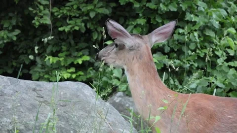 Deer eating grass on the side of the road in harriman state park Stock Footage 277425319
