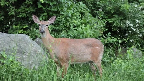 Deer eating grass on the side of the road in harriman state park Stock Footage 277425532