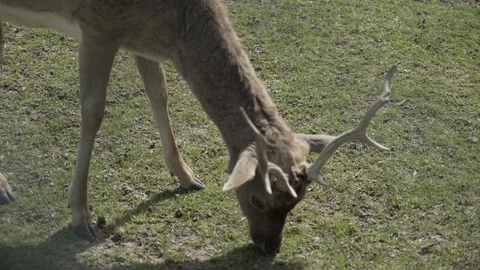 Deer eating grass at Sigurta Park Stock Footage