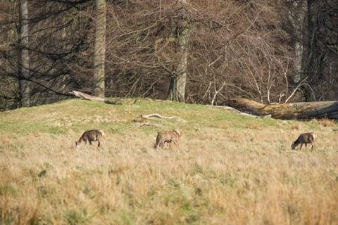 Deer eating grass in spring Stock Photos