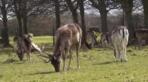 Deer Eating Grass in Sun Video stock 48578563