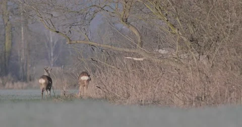Deer Eating Grass Winter Under Tree Stock Footage 140614438