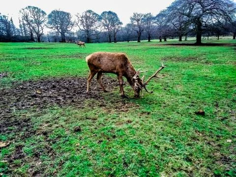 Deer eating grass in the Wollaton Hall Park in Nottingham, United Kingdom. Stock Photos