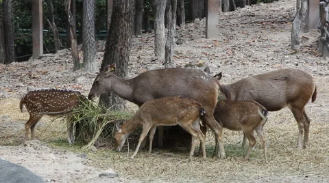 Deer Eating Grass in Zoo Stock Footage 45184407