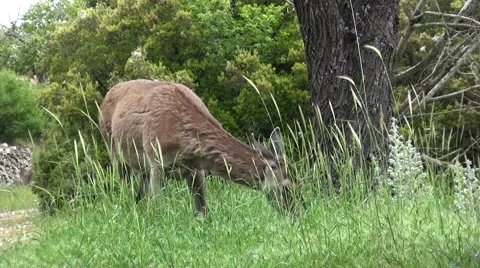 A Deer Is Eating Grasses Stockbeeldmateriaal 63305580