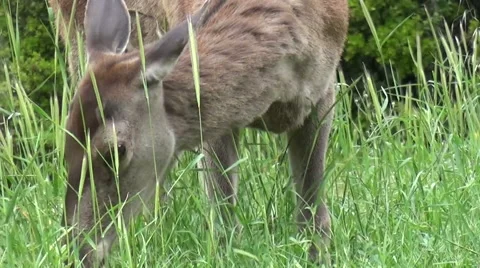 A Deer Is Eating Grasses Stockbeeldmateriaal 63305661