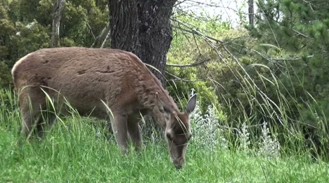 A Deer Is Eating Grasses 動画素材 63305778