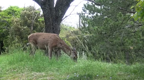 A Deer Is Eating Grasses Stock Footage 63305885