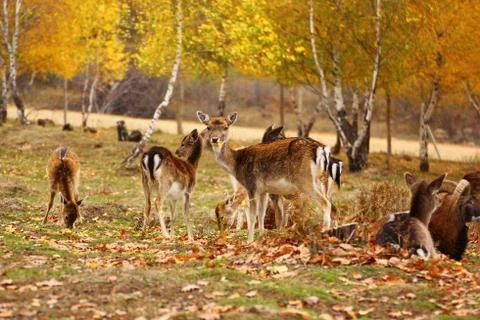 Deer eating a leaf Stock Photos