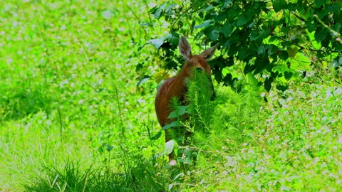 DEER EATING LEAVES Stock Footage 228753283