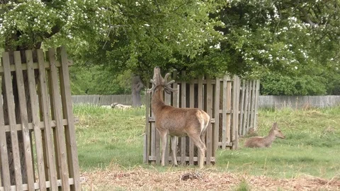 The deer is eating leaves from the tree. Stock Footage