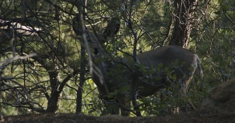 Deer Eating Leaves off Tree Stock Footage 94868266