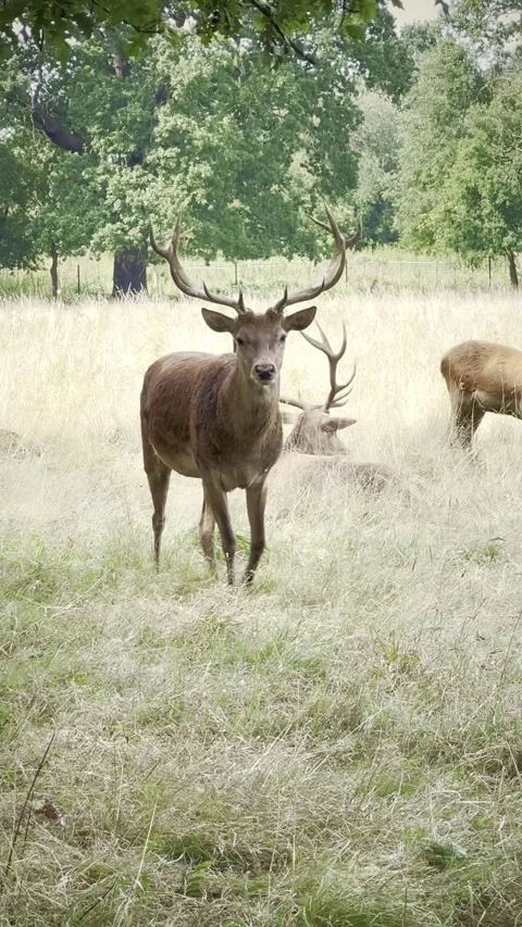 Deer eating leaves from a tree in the park Stock Footage 311511024