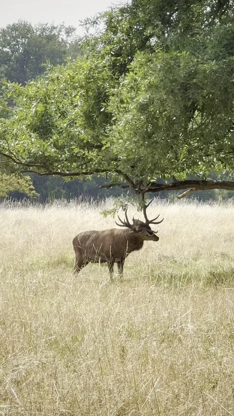 Deer eating leaves from a tree in the park Stock Footage 311511039