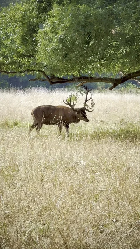 Deer eating leaves from a tree in the park Stock Footage 311511053