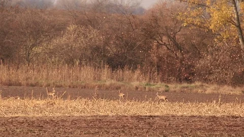 Deer eating, listening Stock Footage 166892782