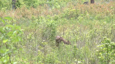 Deer eating, looks up at camera Video stock 23116188