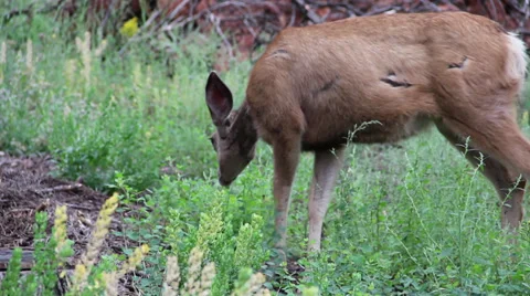 Deer Eating in a Medow Stock Footage 32301924