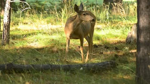 Deer eating in an Oregon forest Stock Footage 11866537