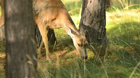 Deer eating in an Oregon forest Stock Footage 11866901