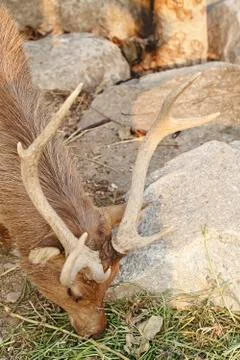 Deer eating Stock Photos