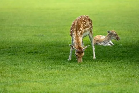 Deer is eating Stock Photos