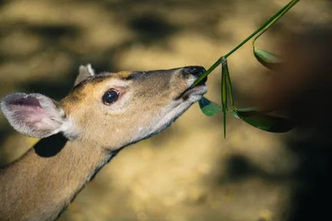 Deer eating Stock Photos