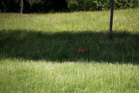 A deer eating Stock Photos