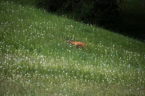 A deer eating Stock Photos