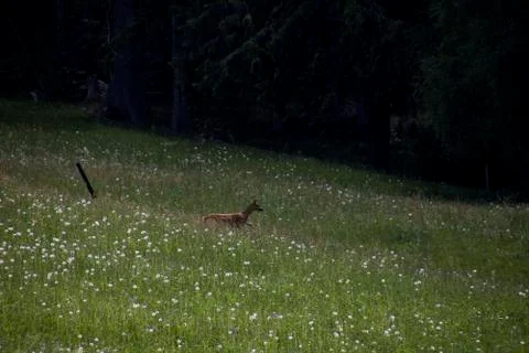 A deer eating Stock Photos