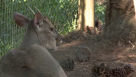 Deer eating in the reserve 스톡 동영상 81053014