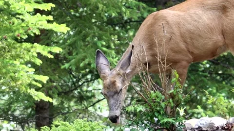 Deer Eating Small Plant close up - slow motion Stock Footage 134822017