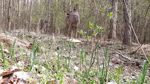 Deer eating. Spycam Stock Footage 167064667