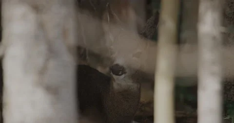 Deer Eating Through Branches 動画素材 221393845