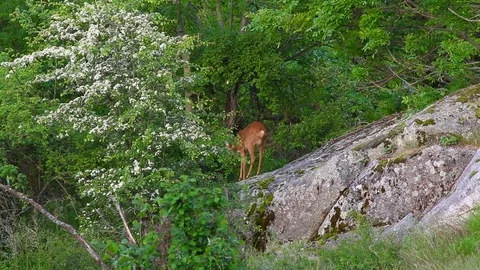Deer eating from a tree on top of a stone 動画素材 127245770
