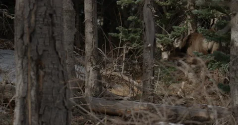 Deer Eating Turns to Look at Camera Stock Footage 221394389