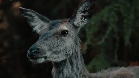 Deer Eating in the Wild Closeup Stock Footage 85743641