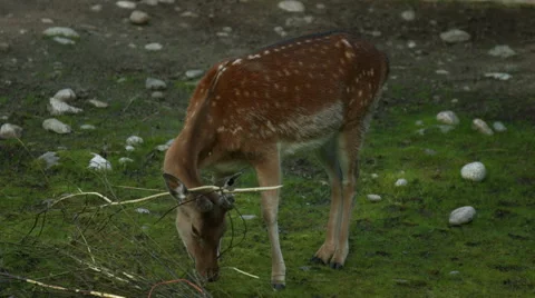 Deer eating wood pulp Stock Footage 49109624