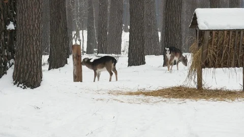 The deer eats a bark of wood in the woods in winter. Stock Footage 106463472