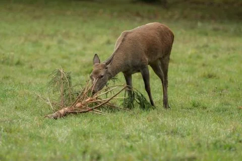 Deer eats branches on the green meadow 스톡 사진