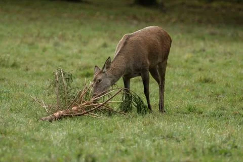 Deer eats branches on the green meadow Foto stock