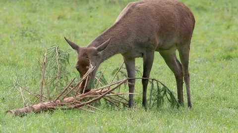 Deer eats branches on the meadow Stock Footage 81821900