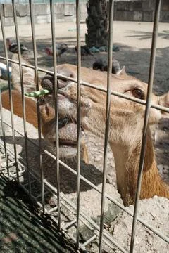 Deer eats green food through metal fence Stock Photos