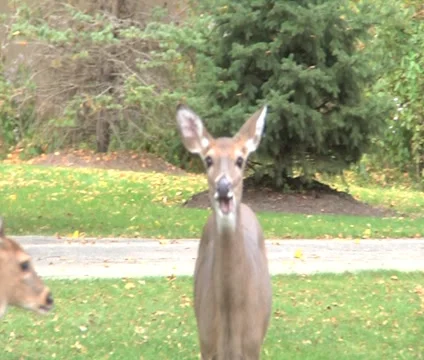 Deer Eats Leaf  Stock Footage 1033727