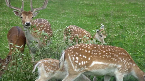 Deer eats leaves from a fallen tree Video stock 117763253