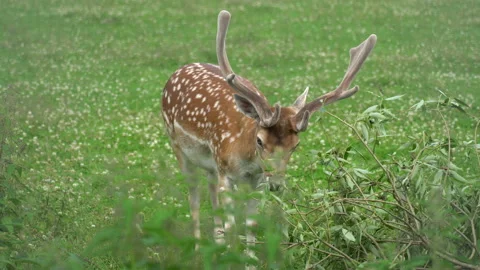 Deer eats leaves from a fallen tree Video stock 117820119