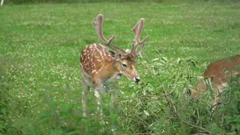 Deer eats leaves from a fallen tree Stock Footage 117820296