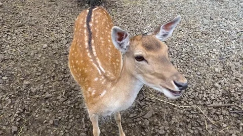 A deer eats from a man's hand. Close-up of a roe deer. Roe deer, capreolus Stock Footage 248691292